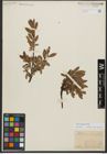 Foto von Salix waldsteiniana Willd.